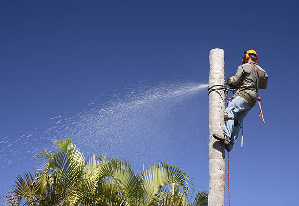 How Our Tree Care Process Works  in  Port Charlotte, FL